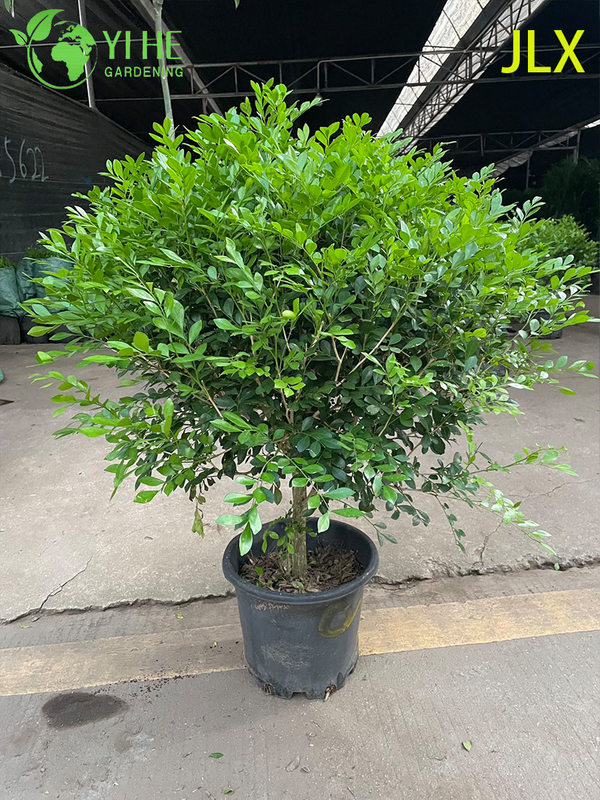 Ornamental Potted Murraya exotica L. for Export Plant
