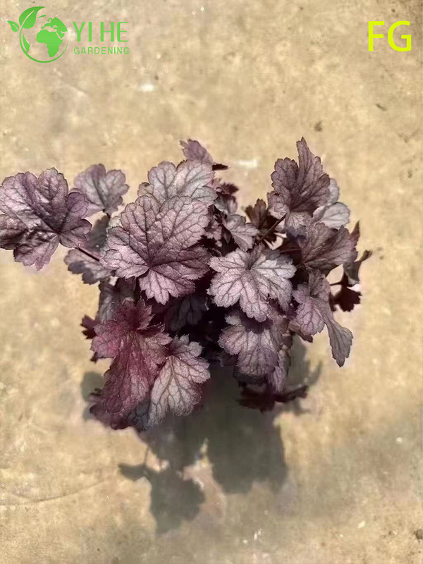 Wholesale Heuchera Potted Plants for Outdoor Shade Garden Colorful Foliage