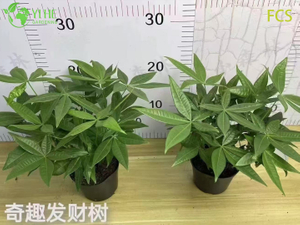 Wholesale Pachira Aquatica Potted Plants for Indoor Office & Home Decor