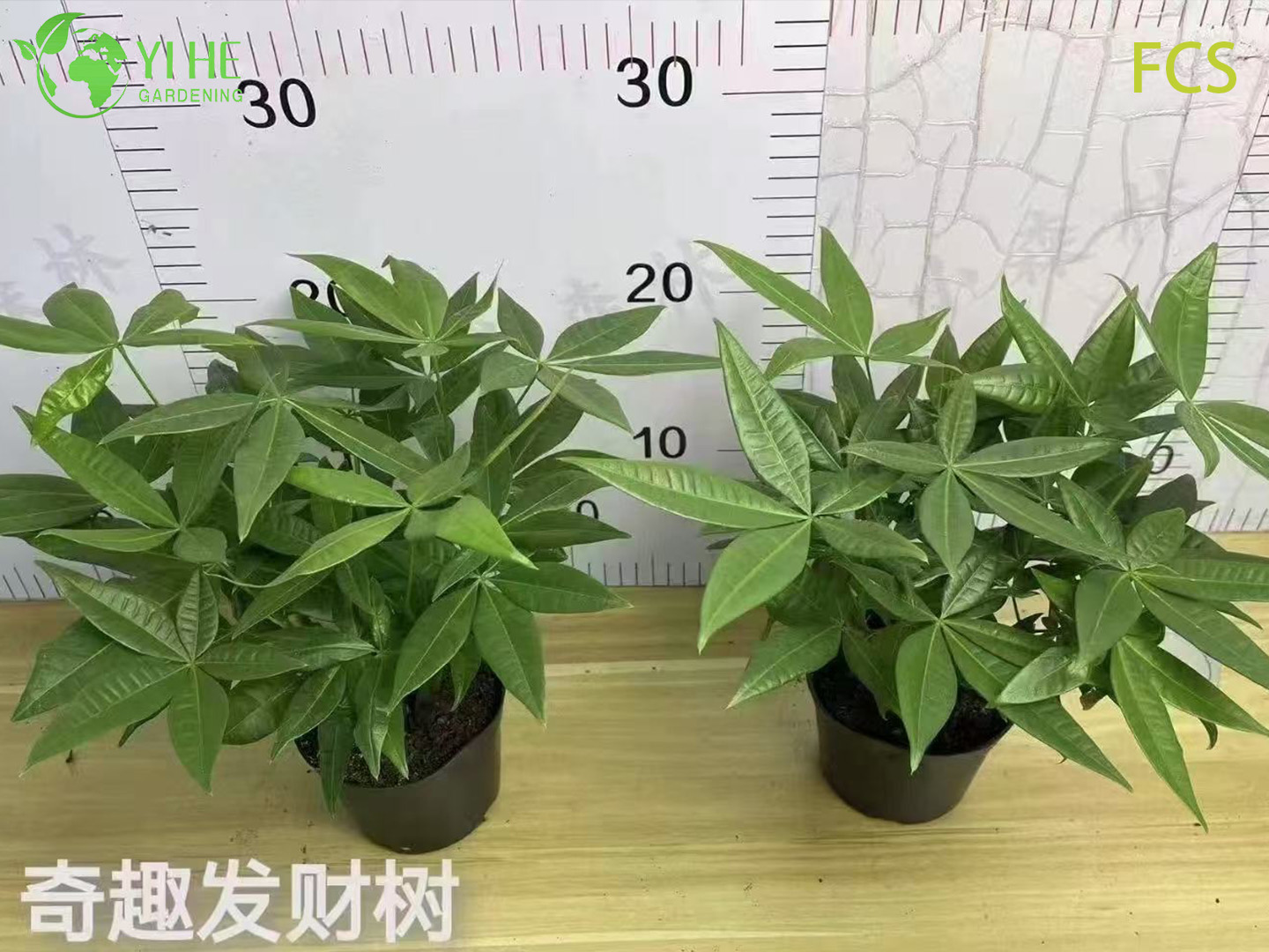 Wholesale Pachira Aquatica Potted Plants for Indoor Office & Home Decor