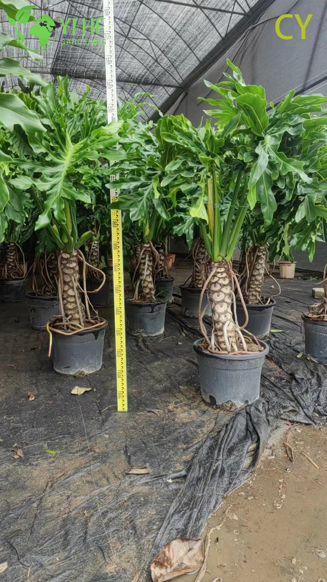 Wholesale Tropical Philodendron Selloum Hope Plant for Indoor Gardens Bonsai