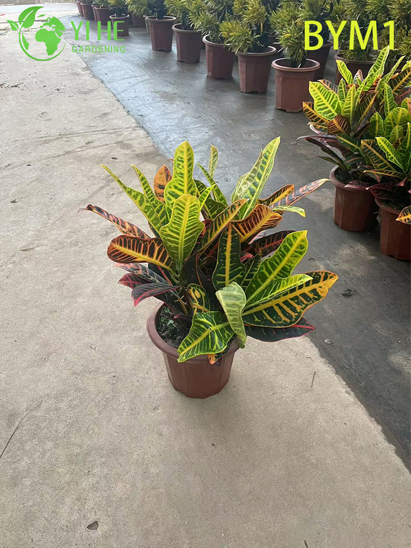 Wholesale Live Colorful Variegated Croton Plant for Indoor Garden Bonsai