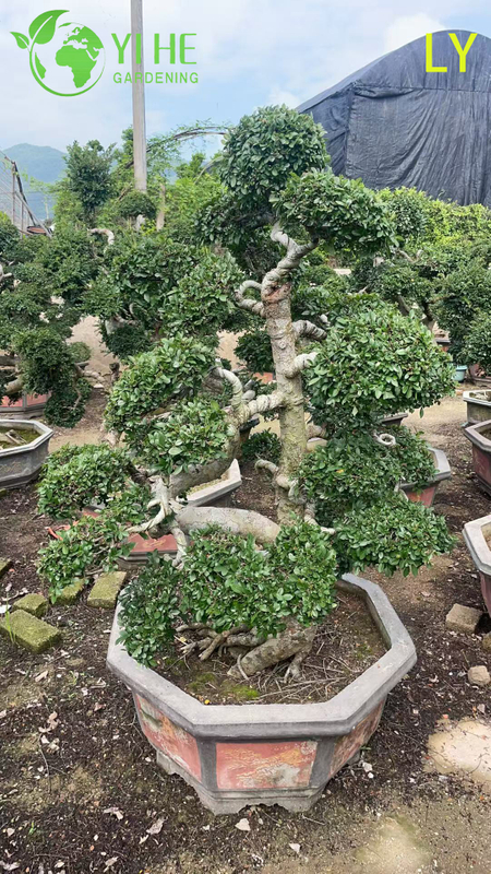 Ornamental Mature Elm Bonsai - Ulmus parvifolia for Garden Decoration