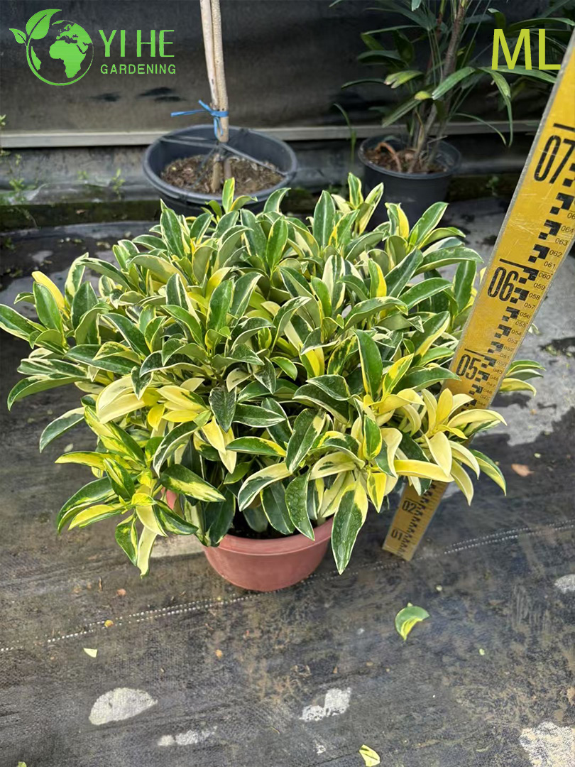Fragrant Jasminum Sambac Bonsai for Indoor & Outdoor Decor