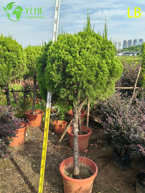Ornamental Mature Sabina chinensis (Kaizuca) Bonsai for Garden Decoration