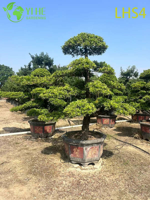 Tiered - Canopy Podocarpus Bonsai for Grand Garden Display