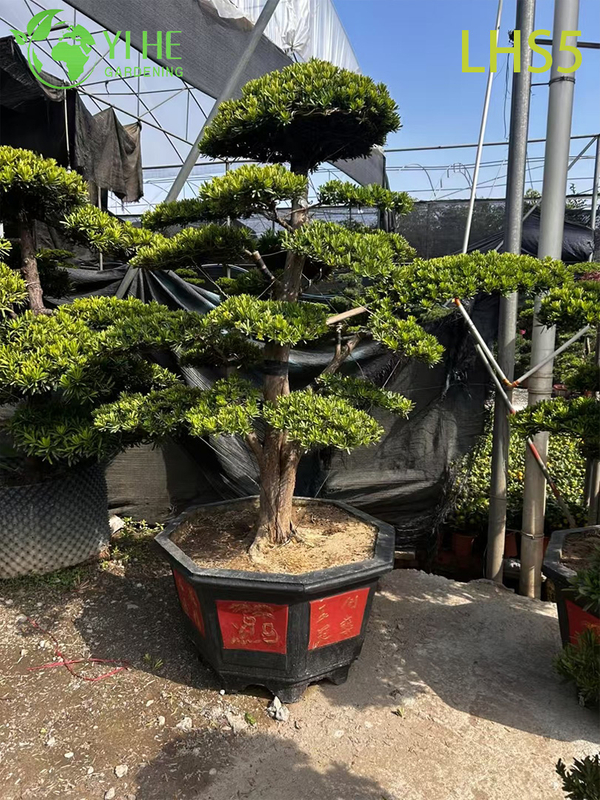 Oriental - Styled Tiered Podocarpus Bonsai for Landscape Art