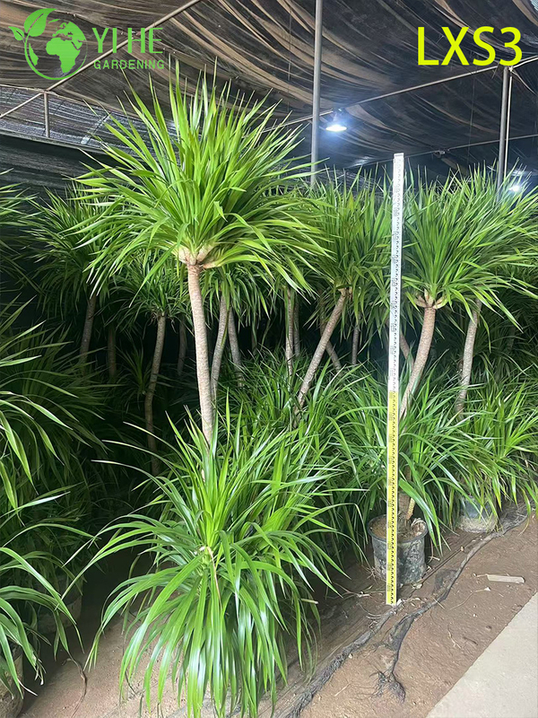 Tall Single - trunk Dracaena draco for Indoor Greenery Decor
