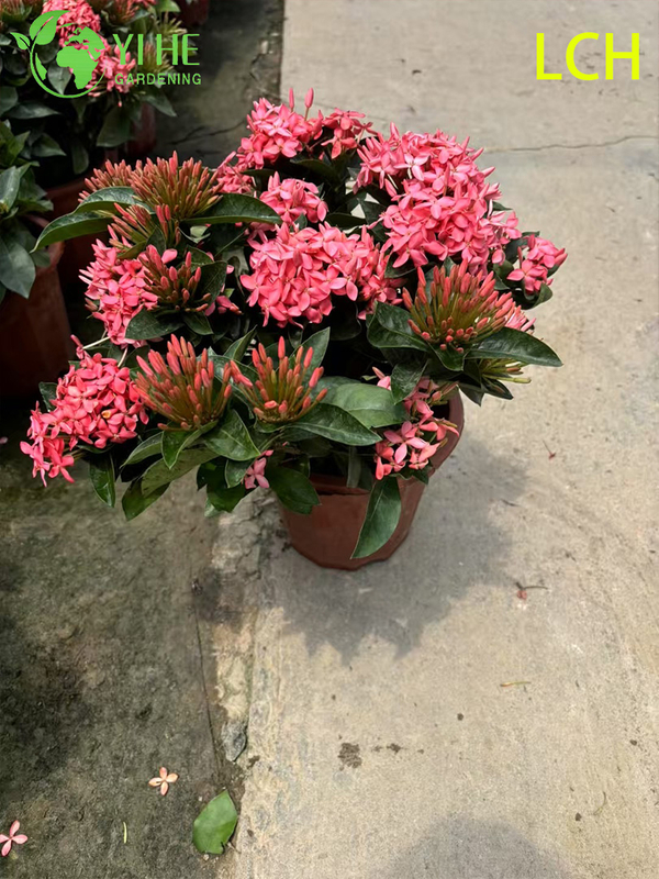 Colorful Blooming Ixora chinensis Potted Plants for Garden Decor