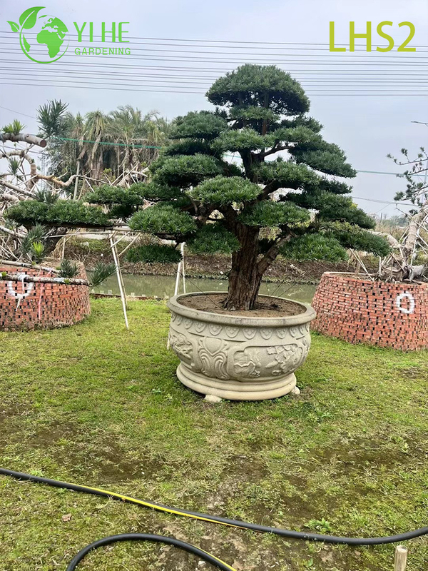 Artistically - Shaped Podocarpus Bonsai for Garden Display