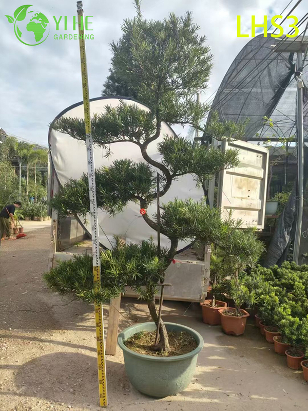 S - Shaped Podocarpus Bonsai for Artistic Garden Decor