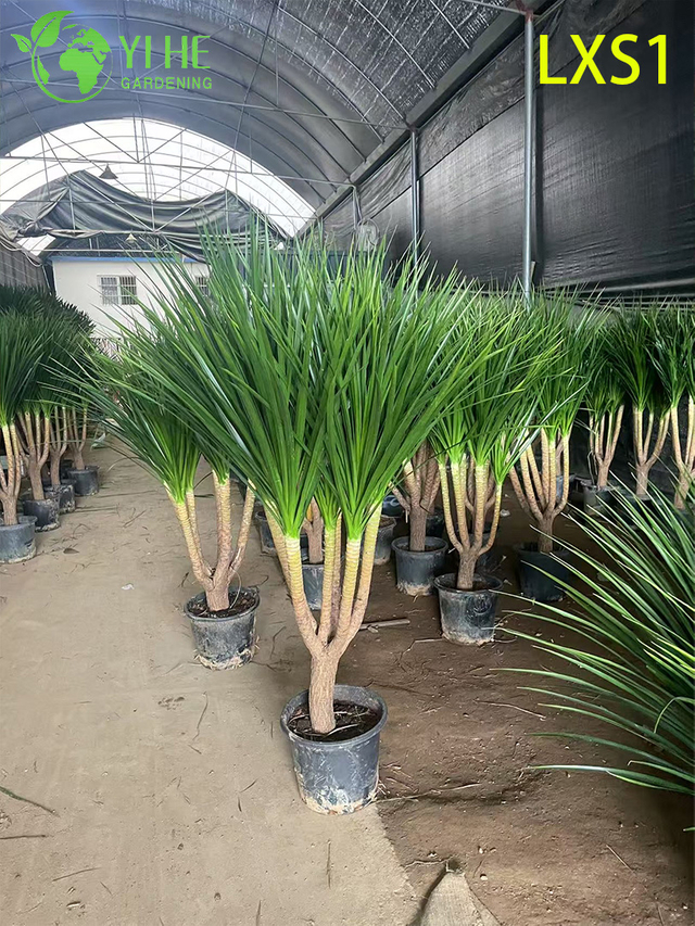 Hoher, immergrüner Dracaena draco für die Innen- und Außendekoration