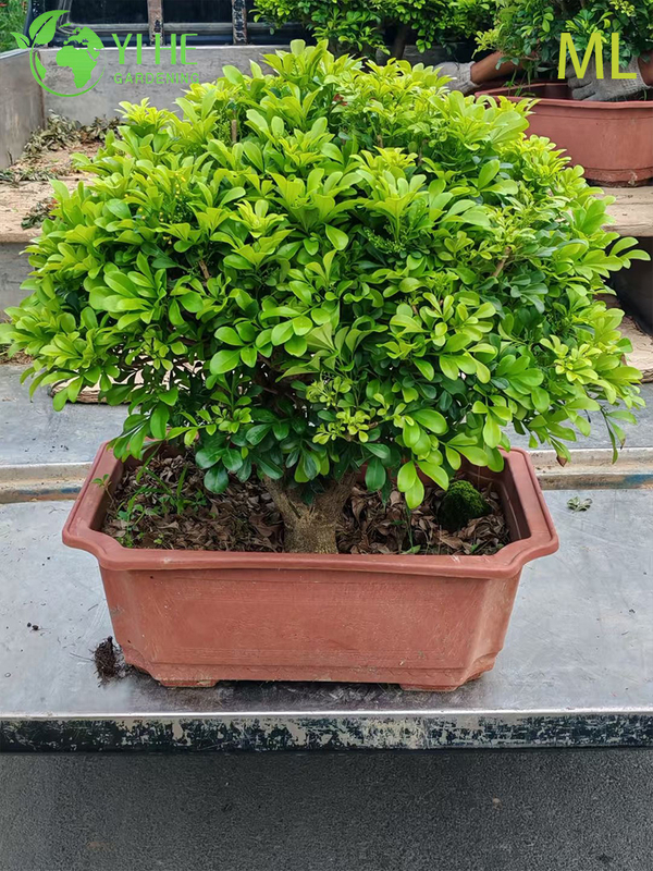 Fragrant Aglaia Odorata Bonsai for Indoor Decor