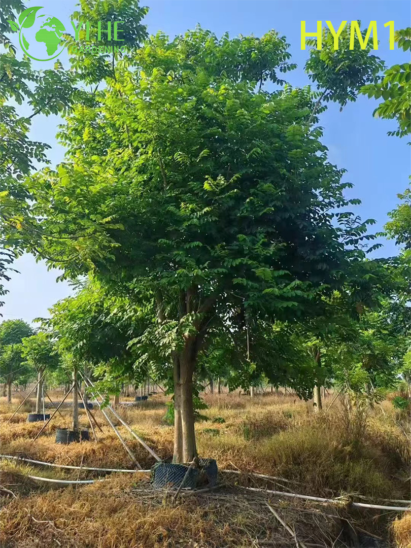 Ornamental Native Spathodea campanulata Flowering Tree