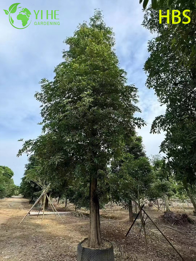 Ornamental Tropical Alstonia scholaris, Evergreen Landscape Blackboard Tree, Tall Flowering Alstonia Plant, Tropical Garden Scholar Tree