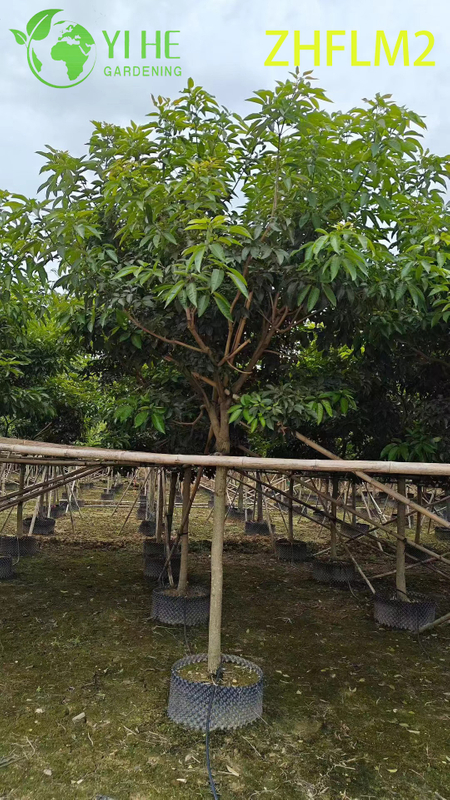 Grafted Ornamental Pink Tabebuia rosea Tree
