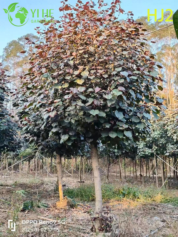 Ornamental Red - leaf Hibiscus tiliaceus rubra Tree
