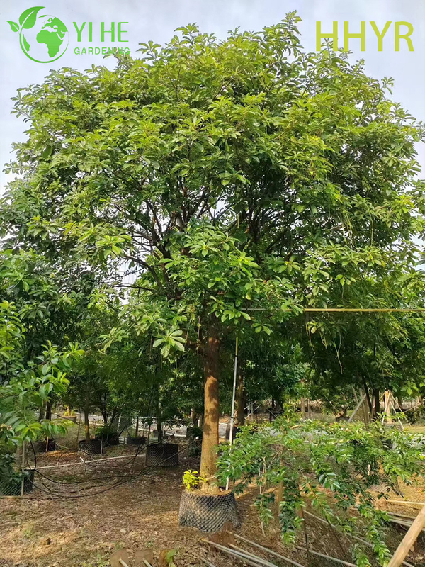 Ornamental Red - Flowered Barringtonia acutangula Tropical Tree