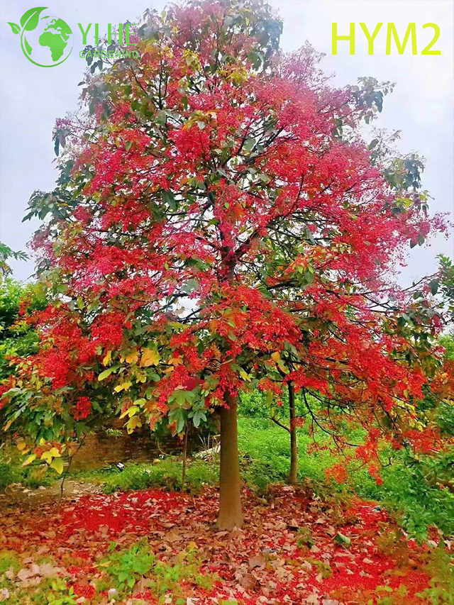 Ornamental Australian Brachychiton acerifolius Flame Tree