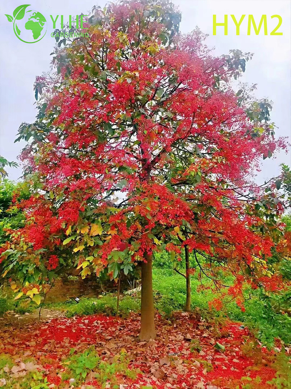 Ornamental Australian Brachychiton acerifolius Flame Tree