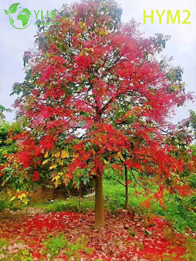 Ornamental Australian Brachychiton acerifolius Flame Tree