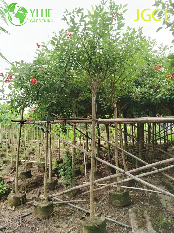 Ornamental Red Erythrina crista - galli Flowering Tree