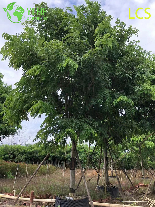 Ornamental Golden Cassia fistula Flowering Tree