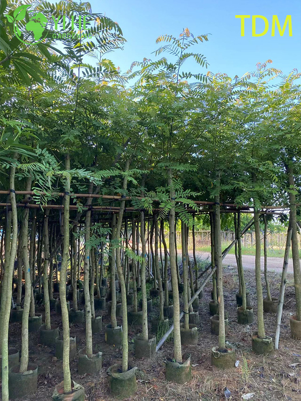 Ornamental Tropical Senna siamea Tree