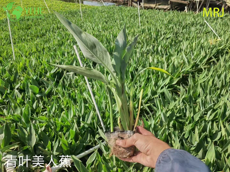 Wholesale Export Canna Lily Ornamental Flowering Perennial Premium Quality
