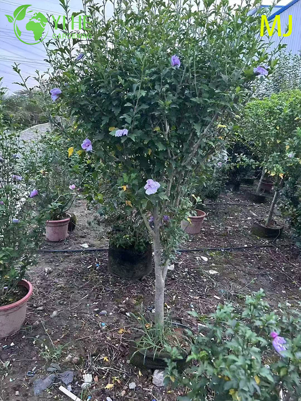 Wholesale Export Hibiscus Syriacus Ornamental Flowering Shrub Premium Quality