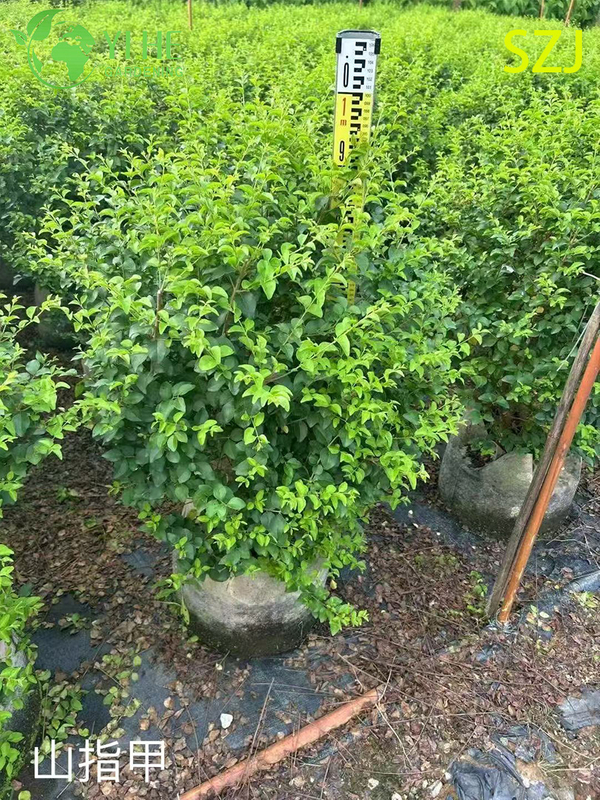 Wholesale Export Ligustrum Sinense Ornamental Evergreen Shrub Premium Quality