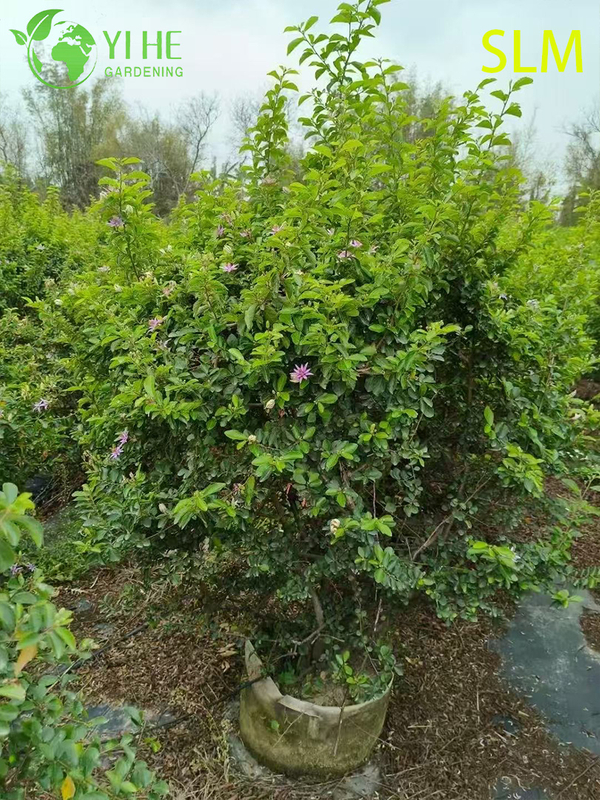 Wholesale Export Water Lotus Wood Ornamental Wetland Shrub Premium Quality