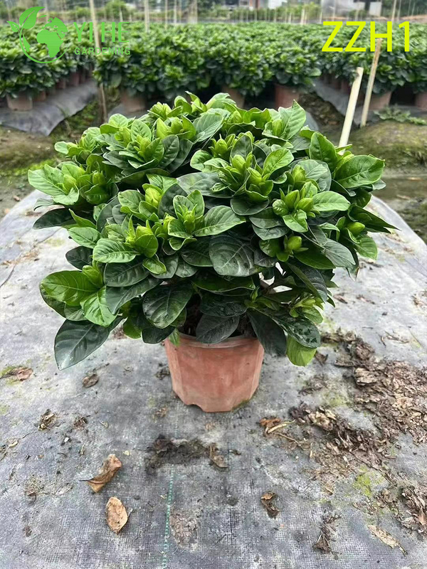 Wholesale Export Garden Gardenia Jasminoides Ornamental Flowering Shrub Premium Quality