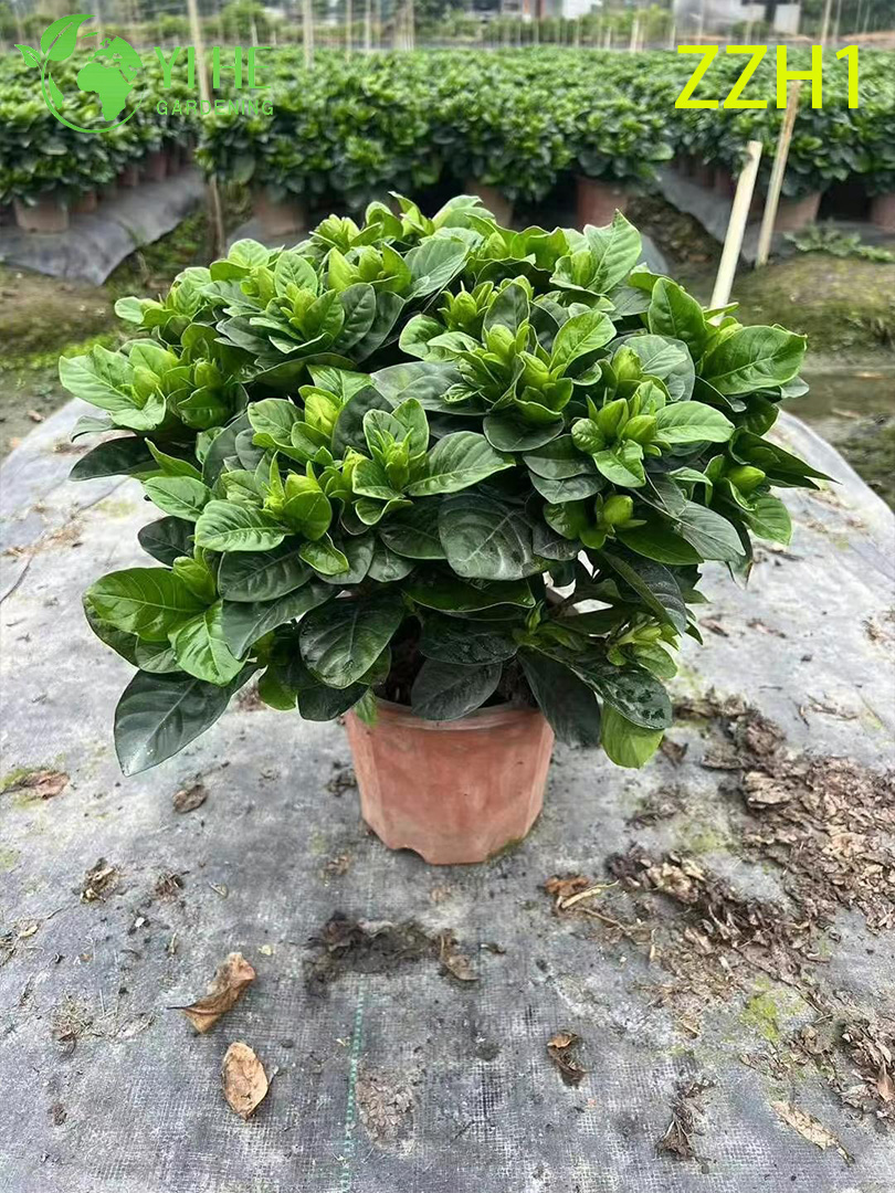 Wholesale Export Garden Gardenia Jasminoides Ornamental Flowering Shrub Premium Quality