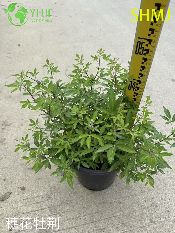 Wholesale Export Vitex Agnus-Castus Ornamental Flowering Shrub Premium Quality