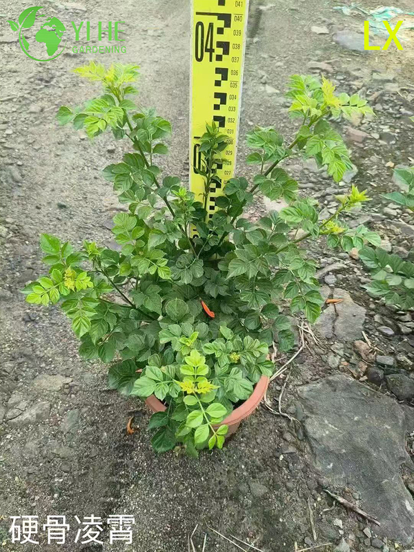 Wholesale Export Trumpet Vine Ornamental Flowering Climber Premium Quality