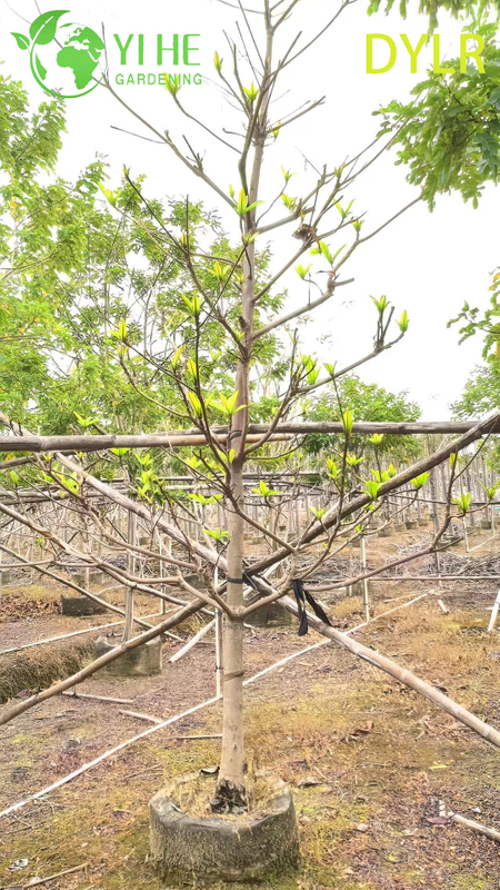 Wholesale Ornamental Terminalia Catappa Tree, Large - Leaf Almond for Garden Landscaping Export