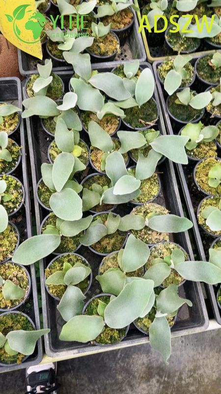Wholesale Andes Java Potted Plants for Indoor Outdoor Landscaping & Decoration