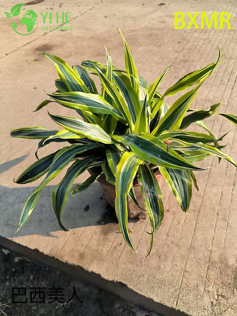 Wholesale Brazilian Beauty Potted Plants for Indoor Outdoor Tropical Decoration