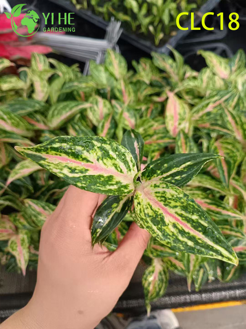 Wholesale Export Firework/Butterfly/Red Sword Aglaonema | Tropical Ornamental Foliage Seedlings