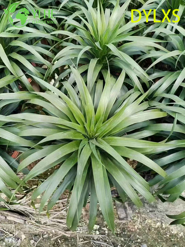 Esportazione all'ingrosso di piantine di dracaena a foglia larga | Piantine di piante ornamentali tropicali