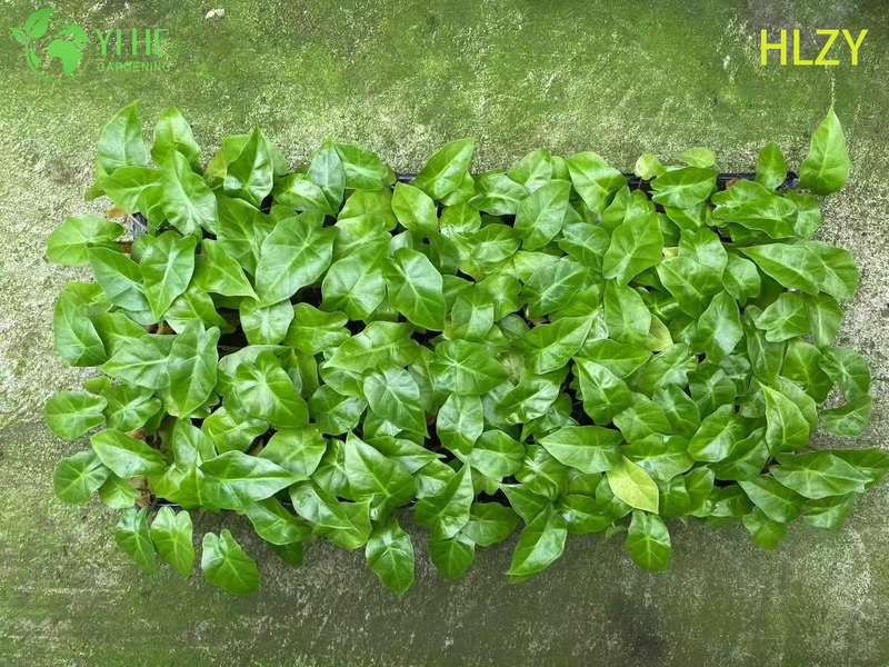 تصدير شتلات هايلان كالاتيا بالجملة | شتلات أوراق الزينة الاستوائية