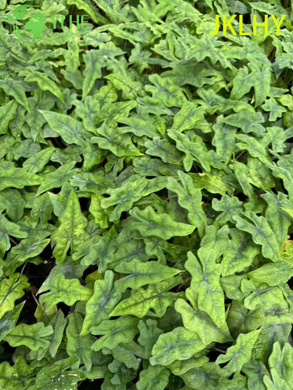 Piantine di Jacklyn Alocasia esportazione all'ingrosso | Piantine di fogliame ornamentale tropicale