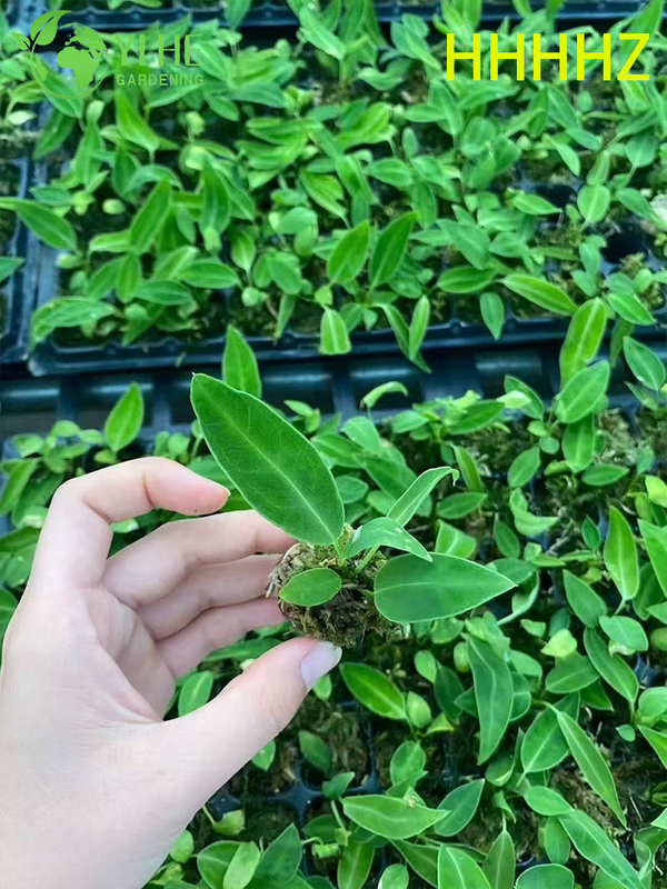 تصدير شتلات فلامنغو الملكة أنثوريوم بالجملة | شتلات أوراق الزينة الاستوائية