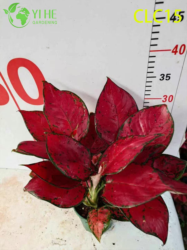 Premium Golden & Black Peony Aglaonema | Wholesale Export Tropical Foliage Plants Seedlings