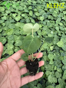 Wholesale Export Klein Anthurium Seedlings | Tropical Ornamental Foliage Seedlings