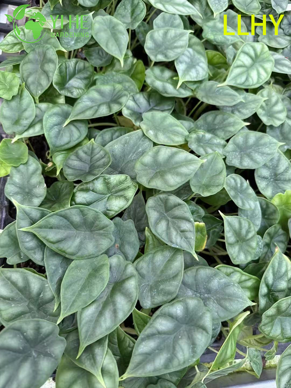 تصدير شتلات ألوكاسيا على نطاق التنين بالجملة | شتلات أوراق الزينة الاستوائية