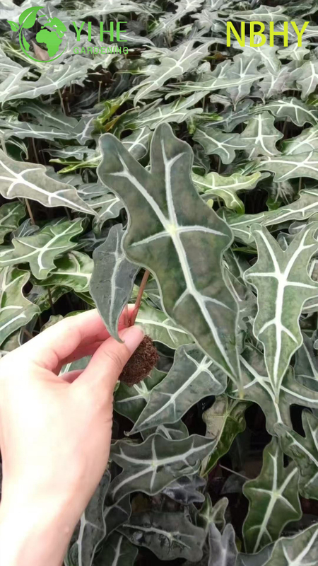 Exportação no atacado de mudas de Nobi Alocasia | Mudas de Folhagens Ornamentais Tropicais