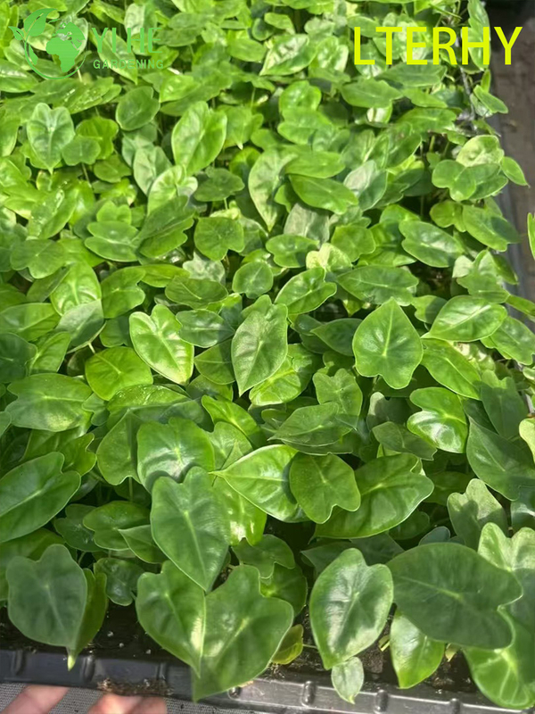 Großhandel Export Green Velvet Alocasia Sämlinge | Tropische Zierlaubsämlinge