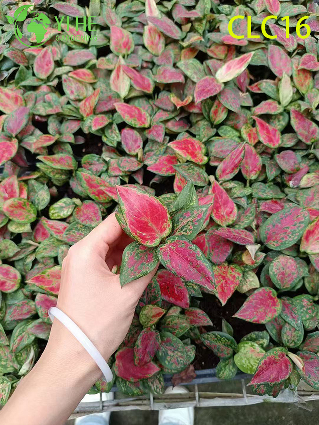 Оптовый экспортный шоколад/камуфляж/красная вечная аглаонема | Саженцы тропических декоративных растений